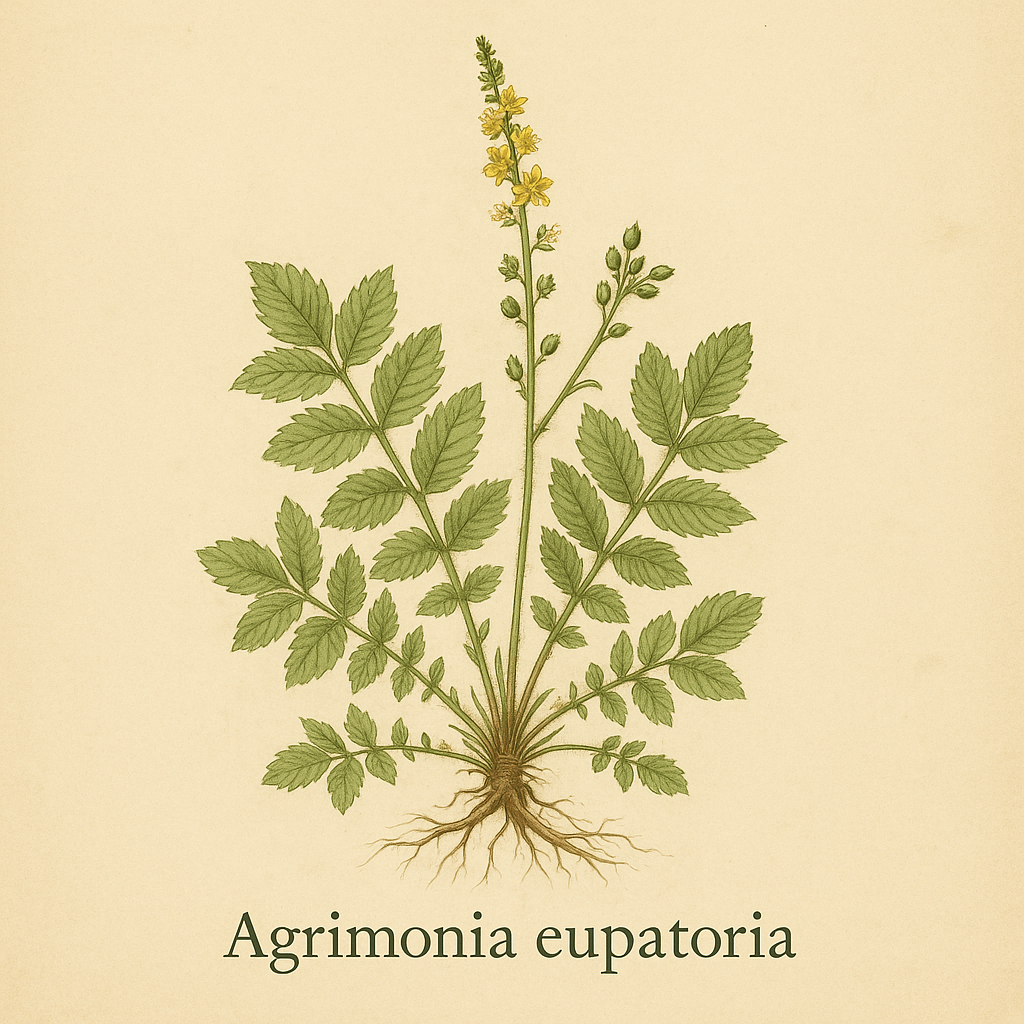 Agrimonia eupatoria (åkermåne)