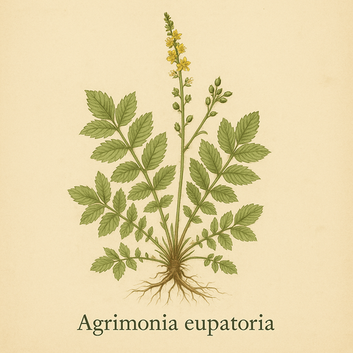 Agrimonia eupatoria (åkermåne)