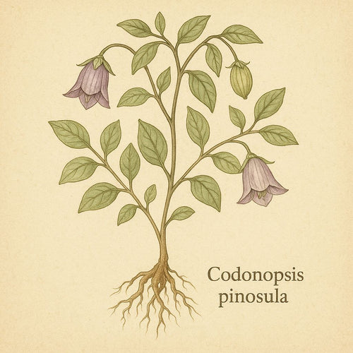 Codonopsis pilosula (codonopsis / dang shen)
