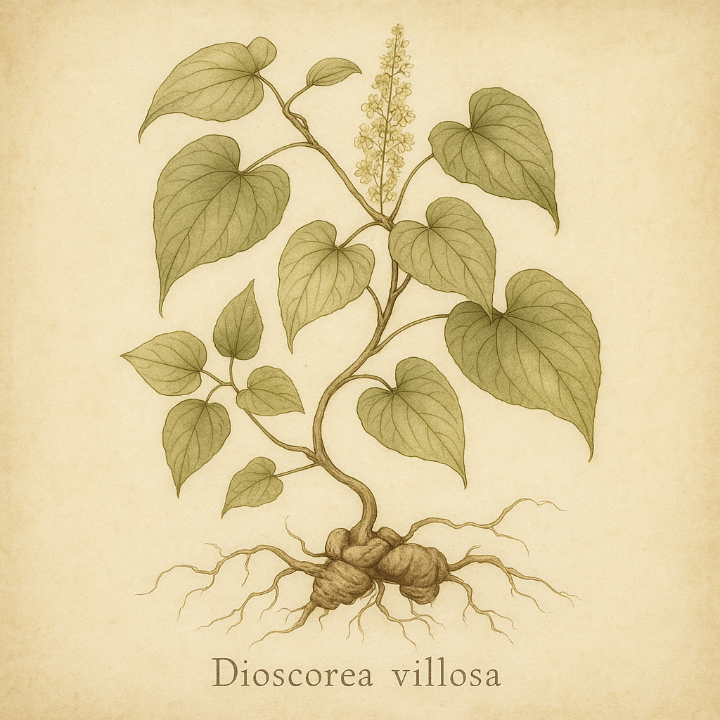 Dioscorea villosa (wild yam / yamsrot)